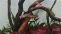 Aphyosemion Bivittatum Lagos [Two-Striped Killifish]