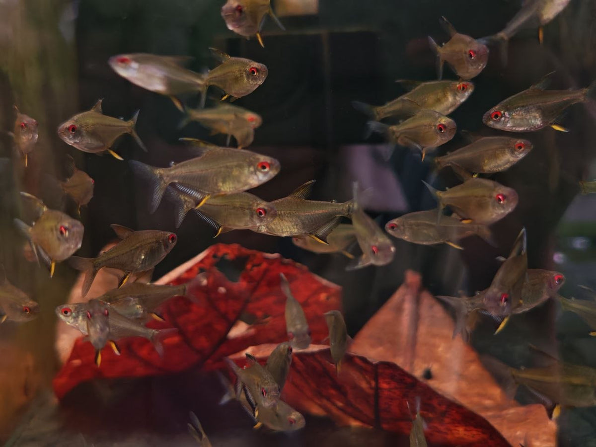 Lemon Tetra