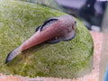 Pseudogastromyzon Lianjiangnensis