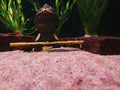 Long Nose Farlowella