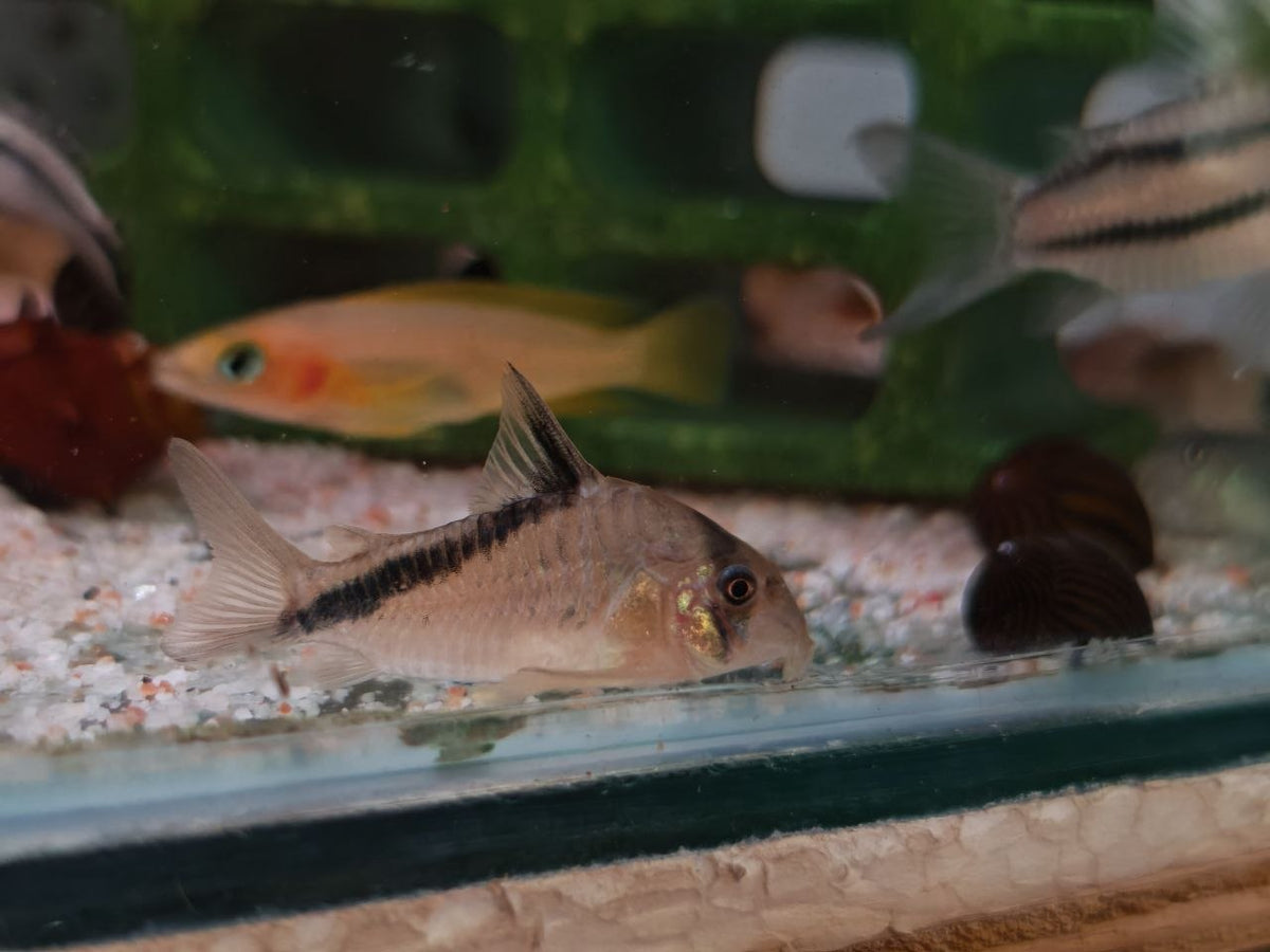 Melini Cory