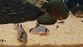 Metae Corydoras
