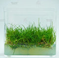 Eleocharis sp. 'Mini' (Mini Hair Grass) [Tissue Culture]