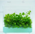 Micranthemum sp. 'Monte Carlo' [Tissue Culture]