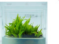 Murdannia sp. Bamboo[Tissue Culture]