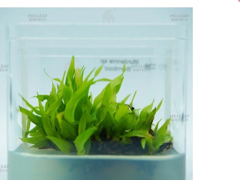 Murdannia sp. Bamboo[Tissue Culture]