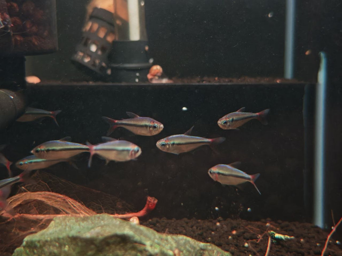 Moenkhausia sp. 'Mystic Blue' [Mystic Blue Tetra]