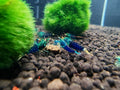 Ocean Blue Shrimp
