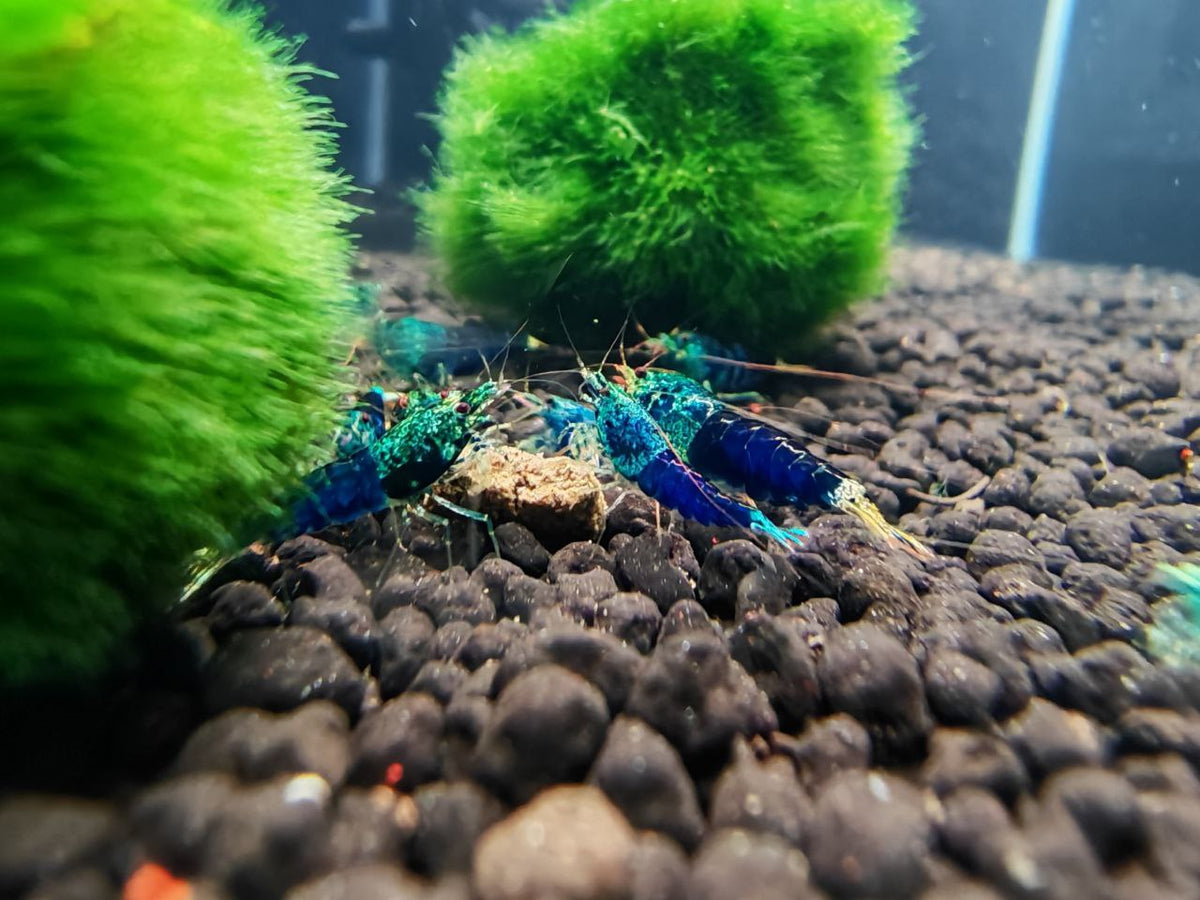 Ocean Blue Shrimp