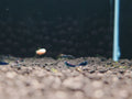 Orange Eye Blue Tiger Shrimp