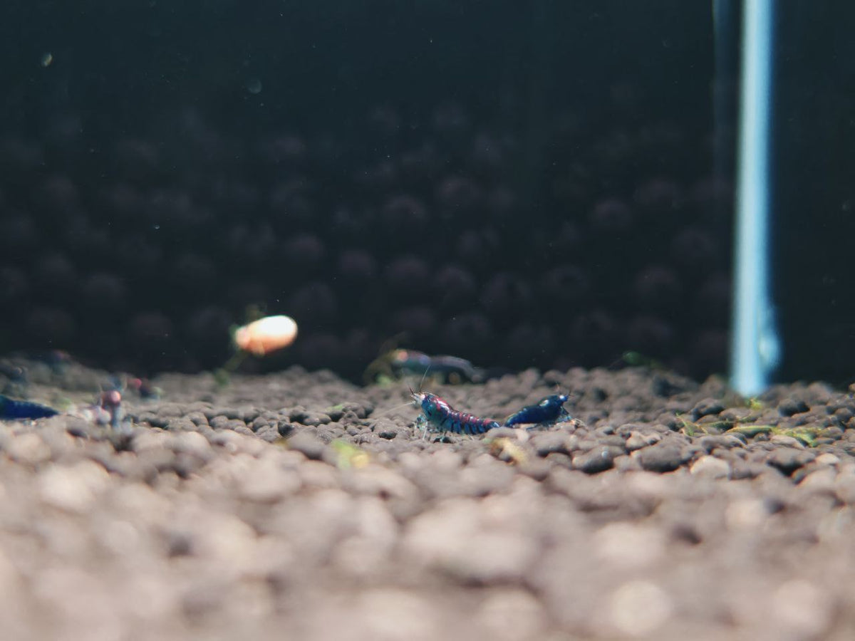 Orange Eye Blue Tiger Shrimp