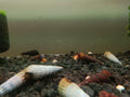 Poso Orange Rabbit Snail