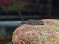 Gastromyzon sp. Ornaticauda