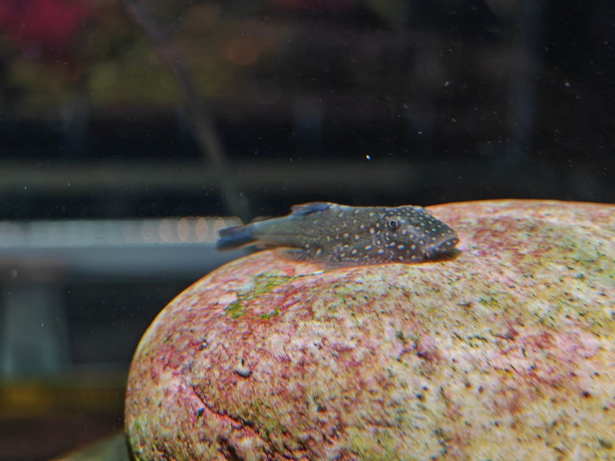 Gastromyzon sp. Ornaticauda