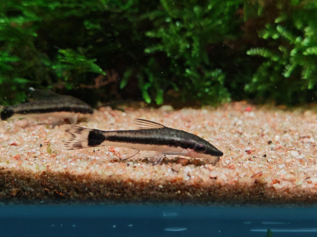 Common Otocinclus