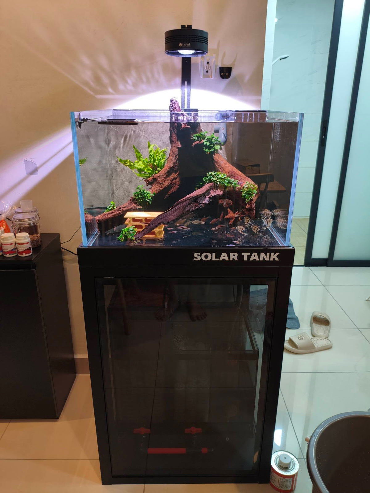 60*60*40cm Solar Tank Aquascape Setup
