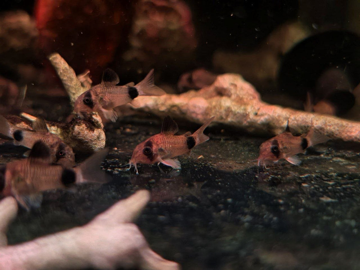 Panda Cory