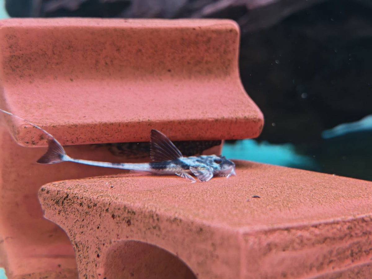 Panda Farlowella Whiptail Catfish