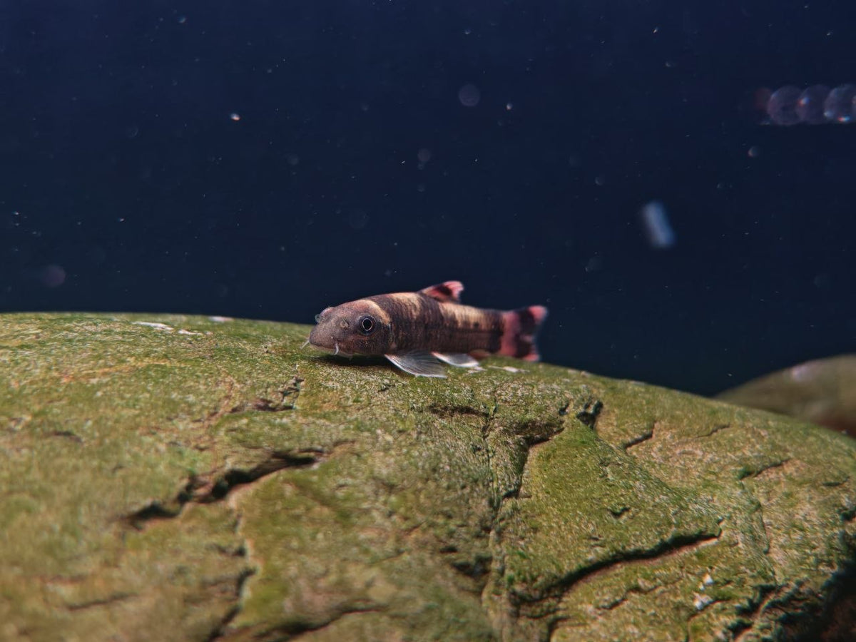 Panda Garra Flavarta