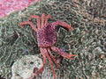 Panther Crab