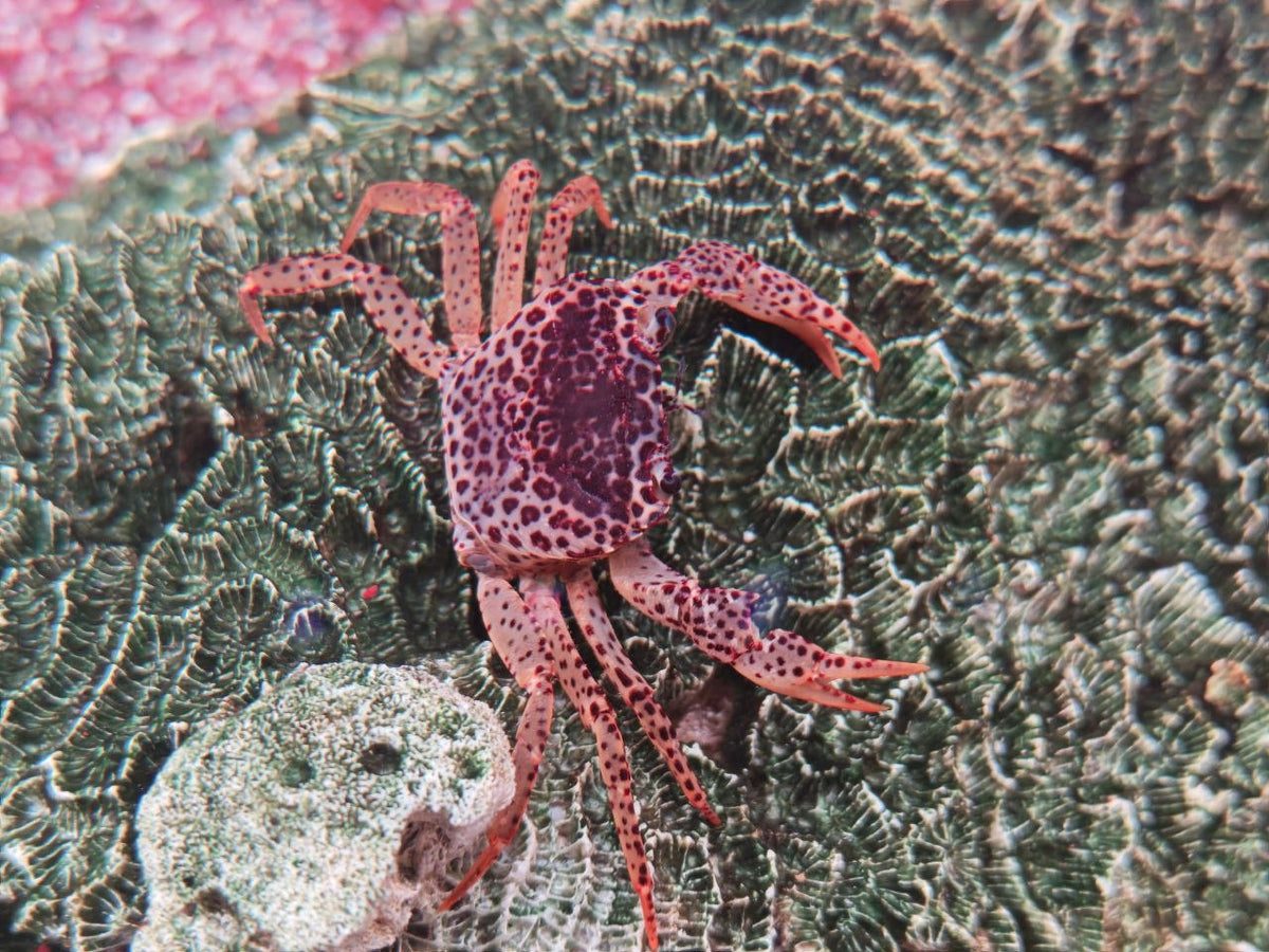 Panther Crab