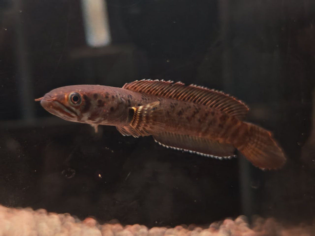 Channa Pardalis sp. Insane [Meghalaya Leopard Channa]