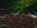 Pinocchio Shrimp / Red Nose Shrimp