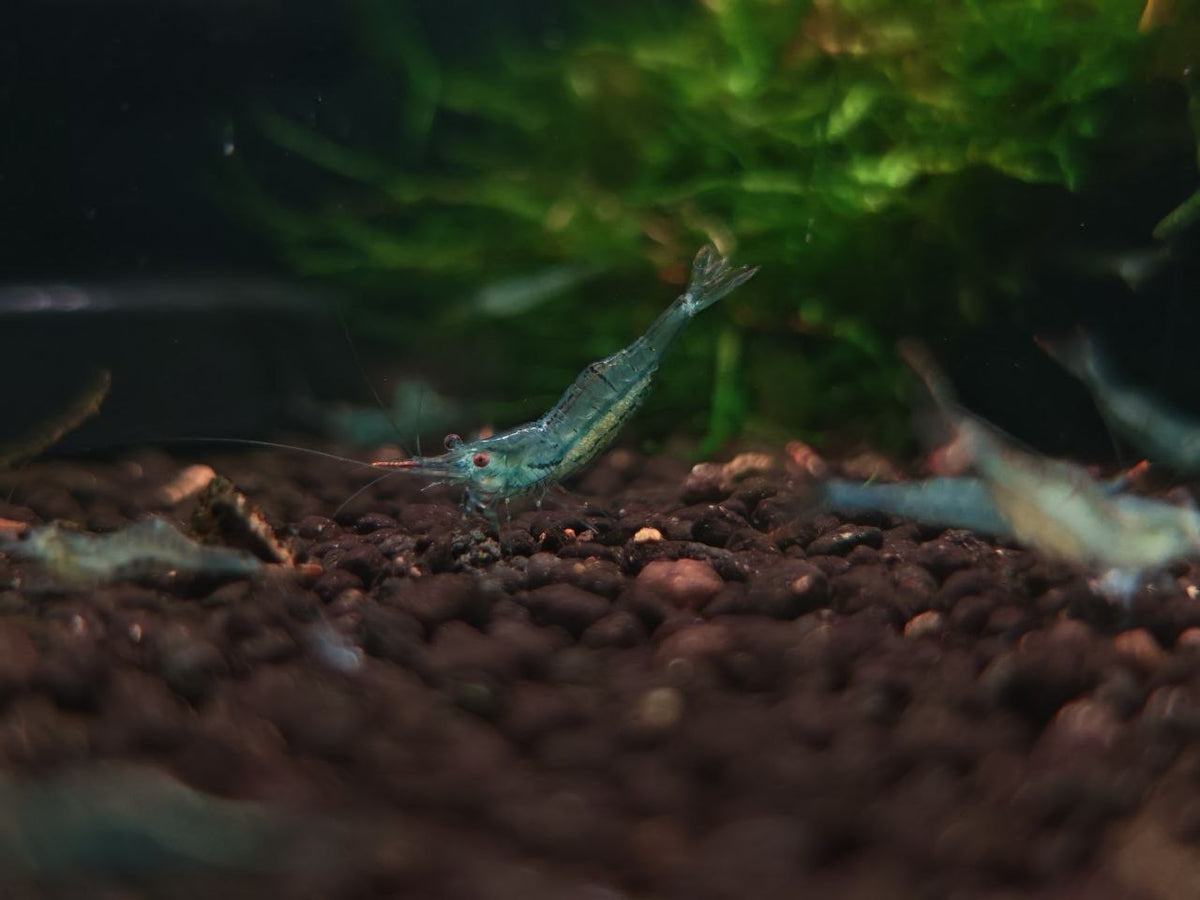 Pinocchio Shrimp / Red Nose Shrimp