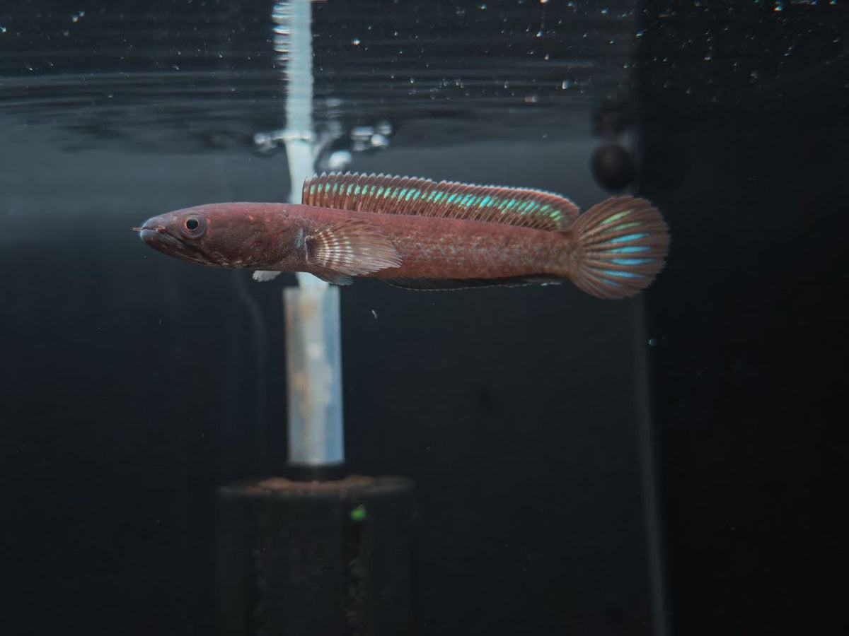 Channa Pomanensis [Emerald Green Channa]