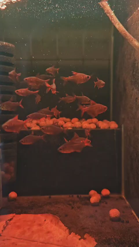 Hyphessobrycon Muzel Cherry [Red Cherry Tetra]