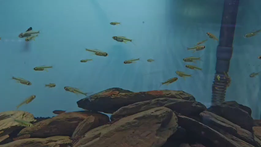 Rasbora Kubotai