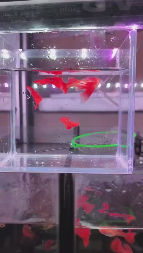 Albino Full Red Guppy