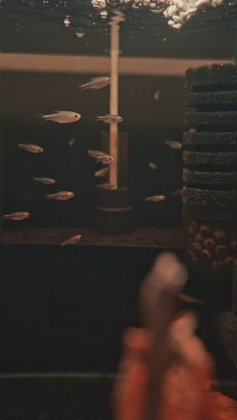 Hyphessobrycon Myrmex [Fire Ant Tetra]