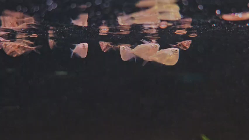 Marble Hatchet Fish