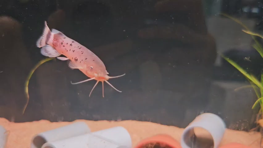 Electric Catfish