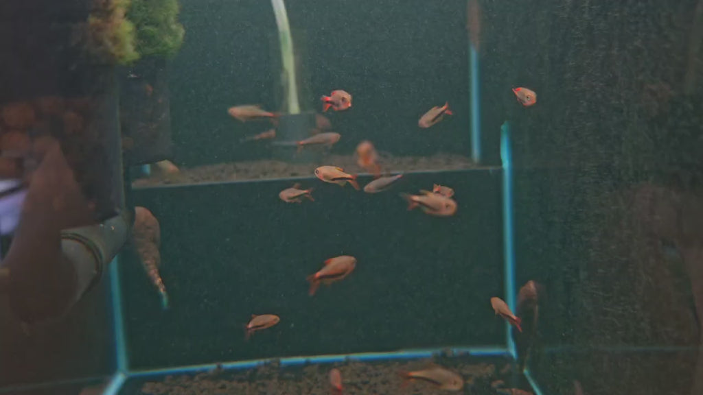 Inpaichthys Black Arrow [Black Arrow Tetra]