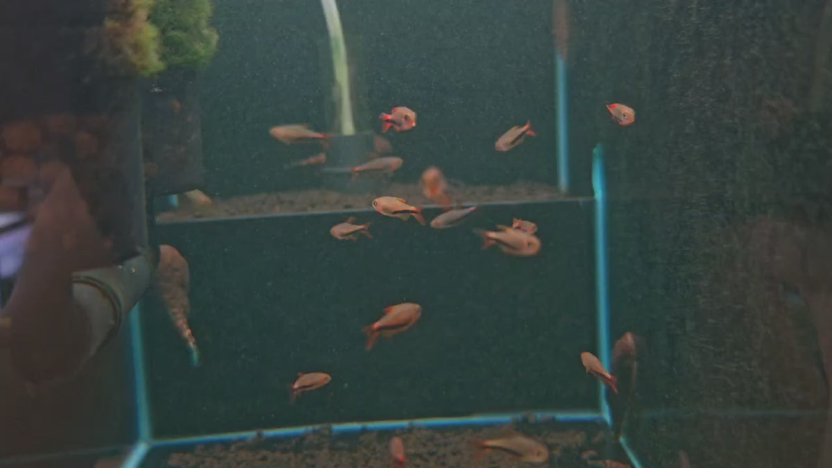 Inpaichthys Black Arrow [Black Arrow Tetra]