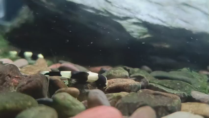 Panda Loach