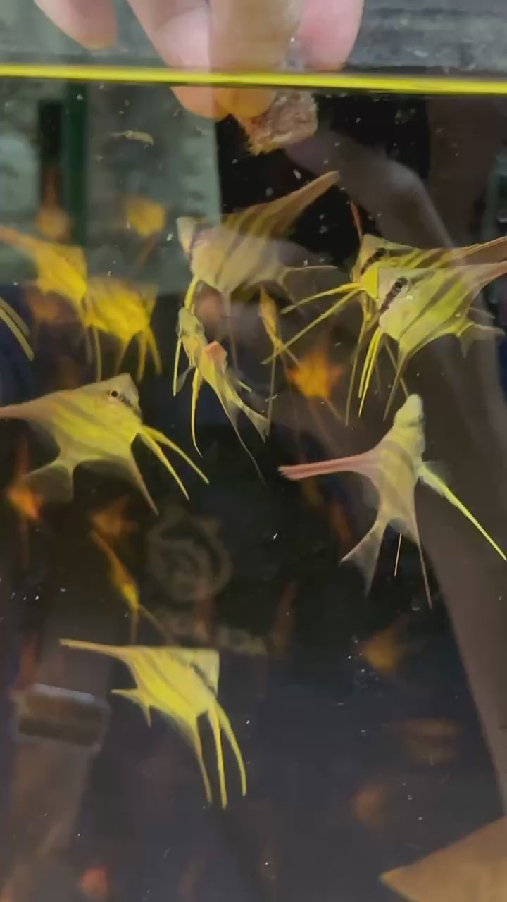 Altum Ventuari AngelFish