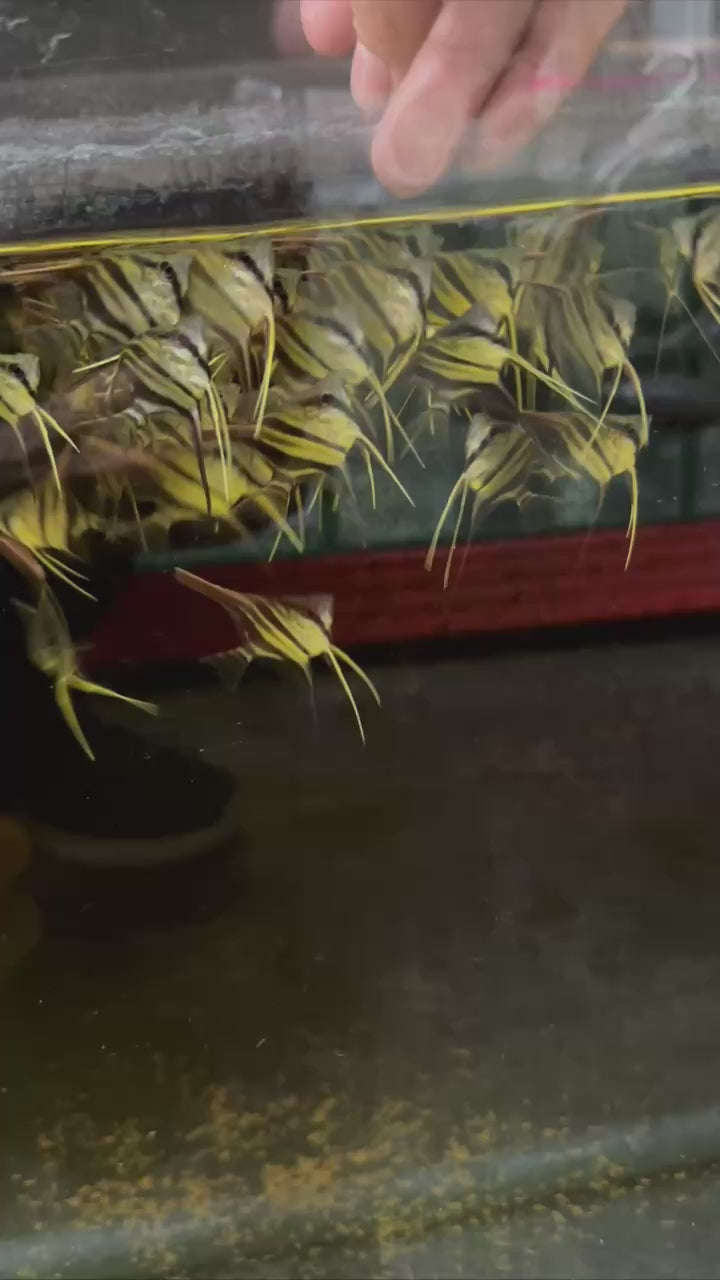 Altum Inirida AngelFish