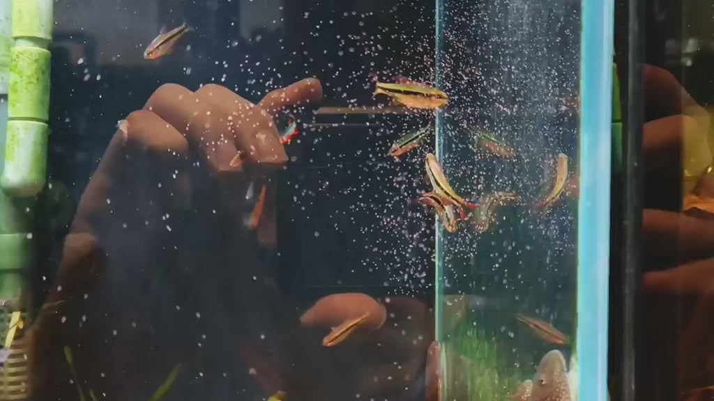Hyphessobrycon Melanotichos [Imperial Lapis Tetra]