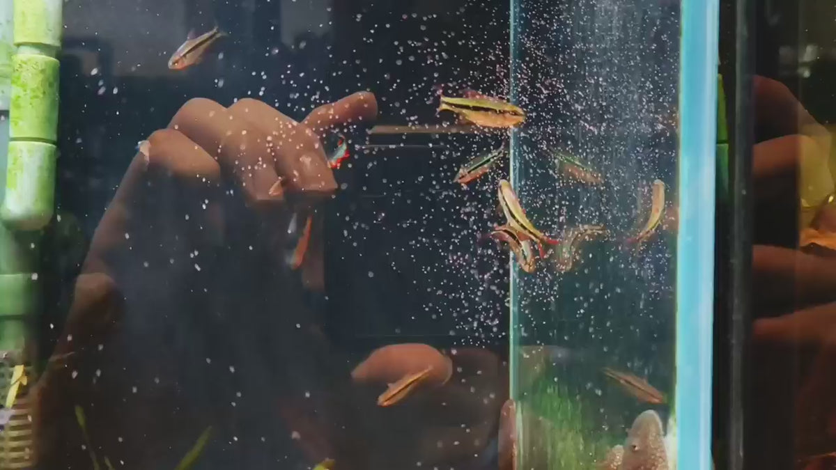Hyphessobrycon Melanotichos [Imperial Lapis Tetra]