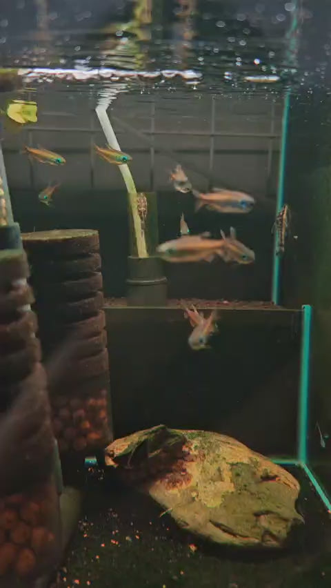 Brown Congo Tetra