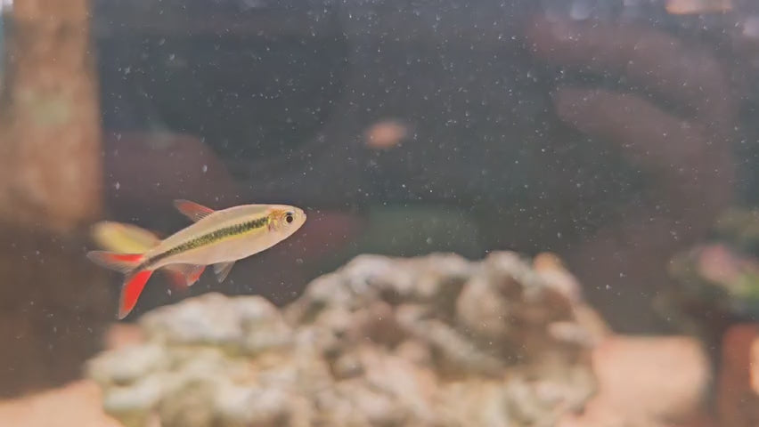 Red Tail Penguin Tetra