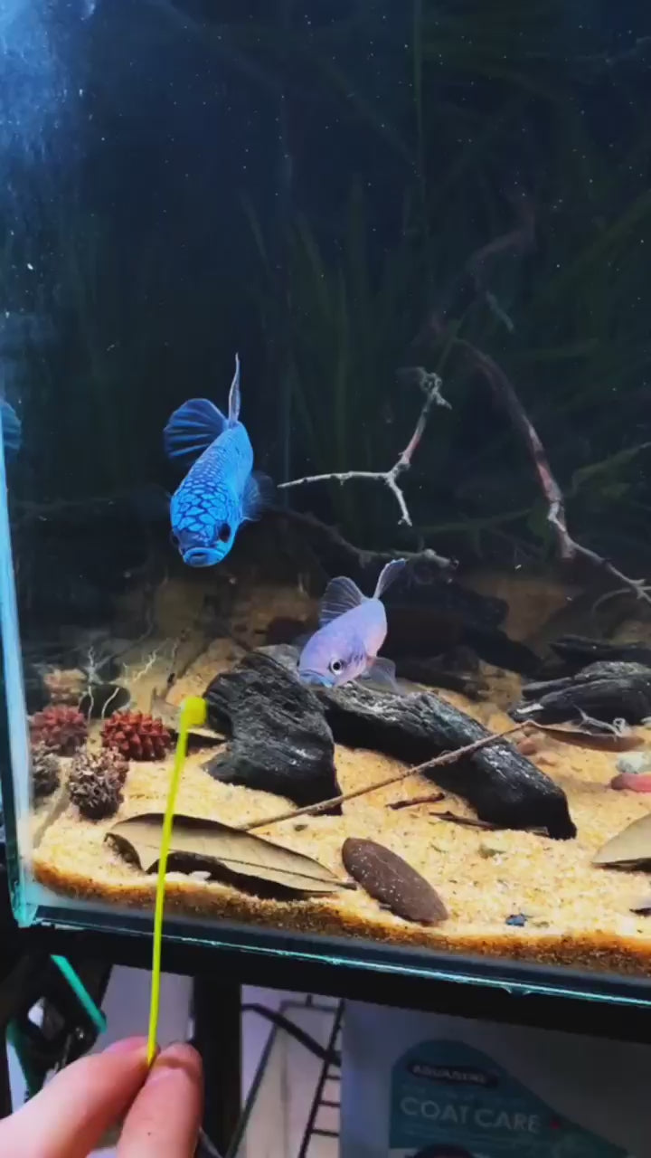 Betta Antuta