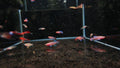 Nothobranchius Rachovii [Rachovii Killifish]