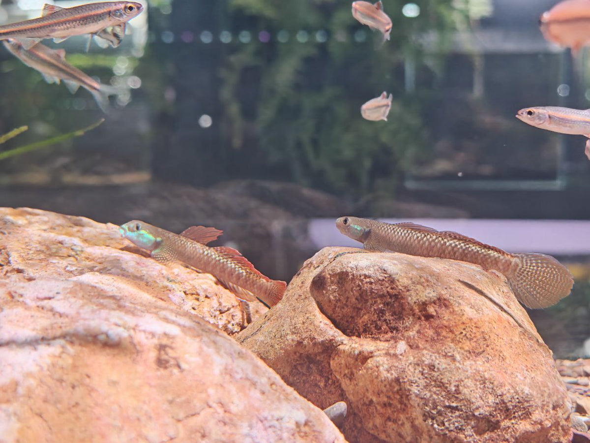 Stiphodon Ornatus [Rainbow Goby]