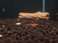 Calceo Red Dragon Shrimp