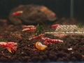 Red Galaxy Shrimp