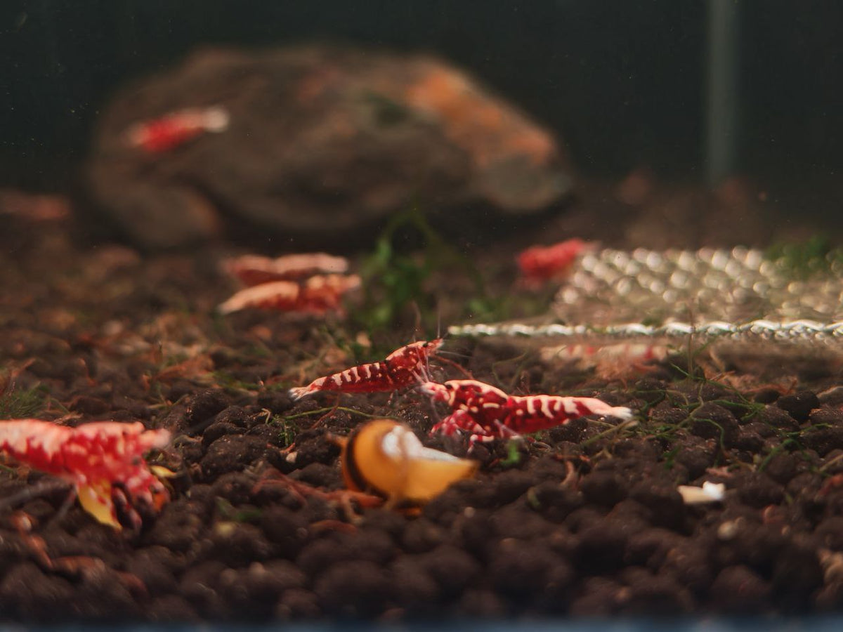Red Galaxy Shrimp